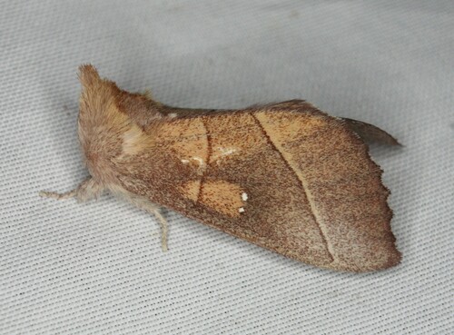 White-dotted Prominent, photo 5 of 10