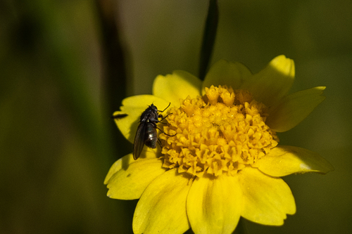 iNaturalist observation photo of Flies