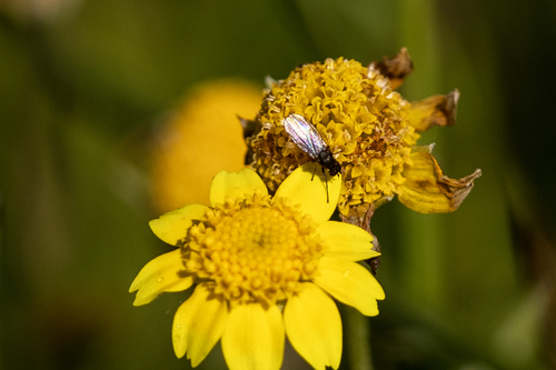 iNaturalist observation photo of Shore Flies