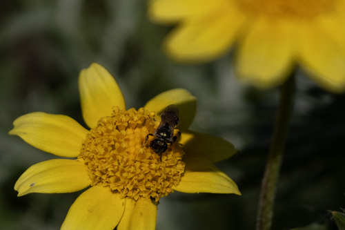 iNaturalist observation photo of Metallic Sweat Bees
