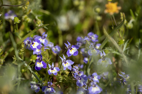 iNaturalist observation photo of Doublehorn Calicoflower