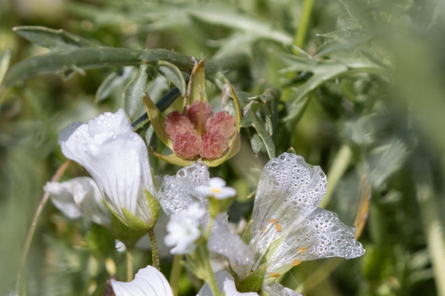 iNaturalist observation photo of Meadowfoams