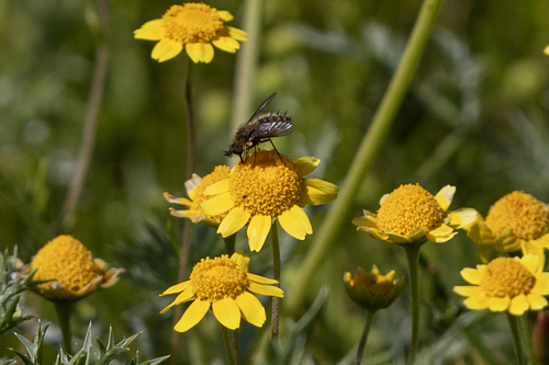 iNaturalist observation photo of Conophorus