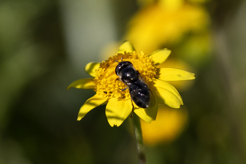 iNaturalist observation photo of Sedgesitters