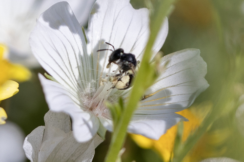 iNaturalist observation photo of Mining Bees