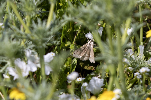 iNaturalist observation photo of Caenurgina