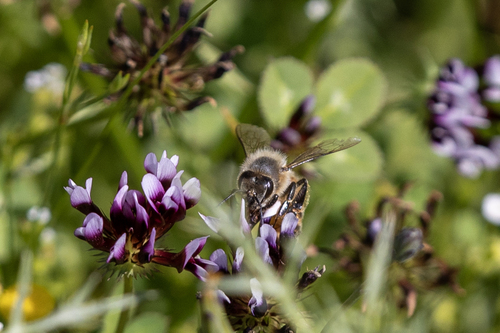 iNaturalist observation photo of Western Honey Bee