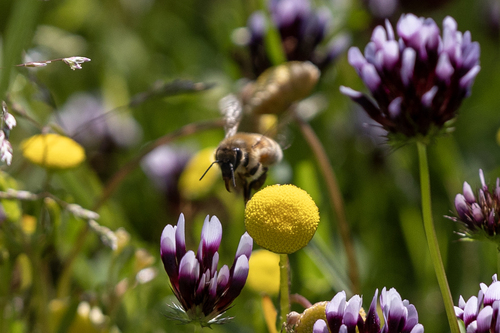 iNaturalist observation photo of Western Honey Bee