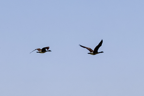 iNaturalist observation photo of Canada Goose
