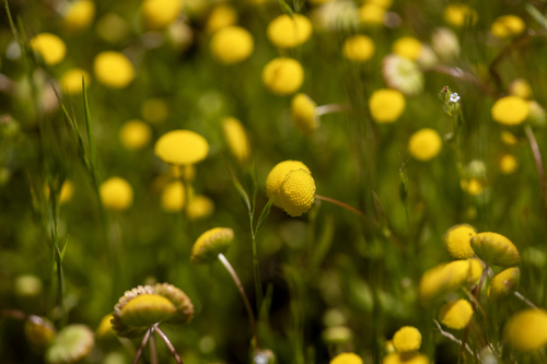 iNaturalist observation photo of Brass Buttons