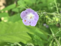 Phacelia bipinnatifida