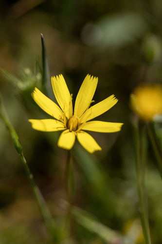 iNaturalist observation photo of Lettuce, Chicory, Dandelion and Salsify Tribe