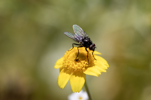 iNaturalist observation photo of Muscoid Flies