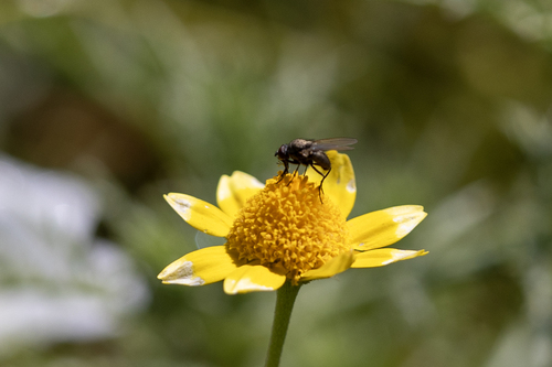 iNaturalist observation photo of Muscoid Flies