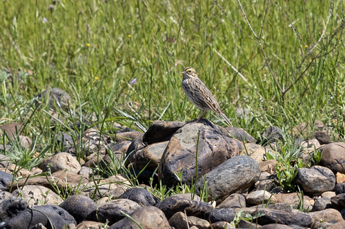 iNaturalist observation photo of Savannah Sparrow