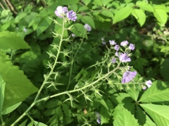 Phacelia bipinnatifida