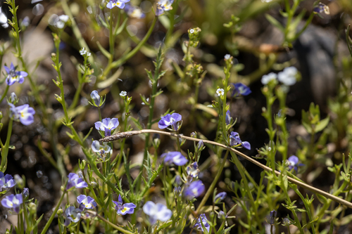 iNaturalist observation photo of Doublehorn Calicoflower