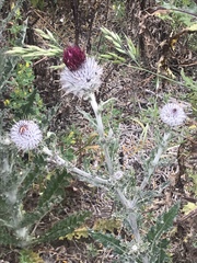 Cirsium occidentale occidentale