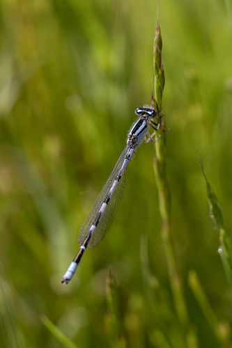 iNaturalist observation photo of Bluets