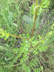 Polytaenia nuttallii