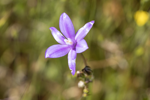 iNaturalist observation photo of Brodiaea subfamily
