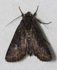Aseptis fumosa