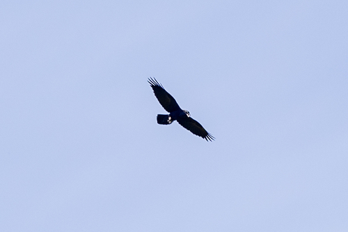 iNaturalist observation photo of Common Raven