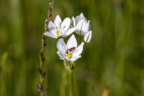 iNaturalist observation photo of Ichneumonid and Braconid Wasps