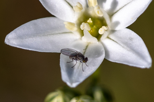 iNaturalist observation photo of Ephydroidea