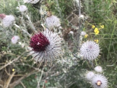 Cirsium occidentale occidentale