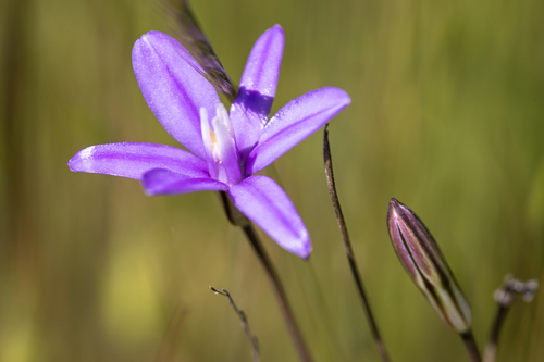 iNaturalist observation photo of Appendage Brodiaea