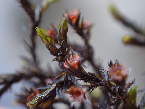 Image of Streamside Schistidium Moss (Schistidium rivulare) by no rights reserved