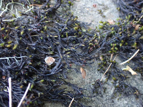 Image of Streamside Schistidium Moss (Schistidium rivulare) by no rights reserved