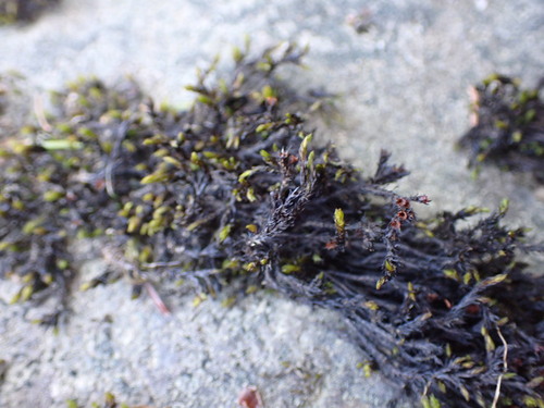 Image of Streamside Schistidium Moss (Schistidium rivulare) by no rights reserved
