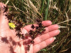 Juncus phaeocephalus