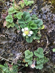 Fragaria hayatae