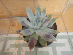 Echeveria colorata