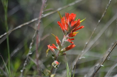 Castilleja subinclusa