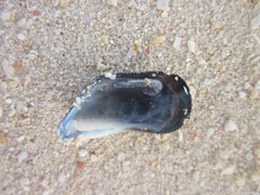 Septifer bilocularis