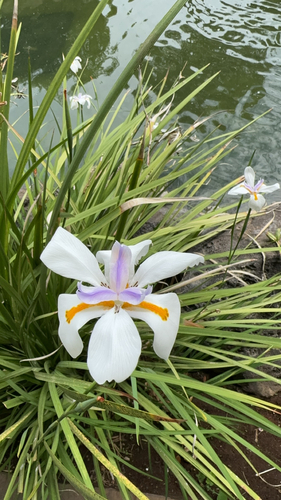 Dietes grandiflora, 2024-04-19