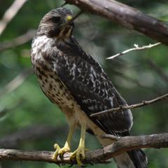 Buteo lineatus