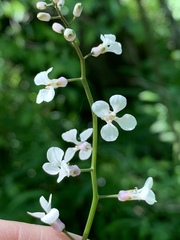 Iodanthus pinnatifidus