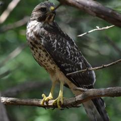 Buteo lineatus