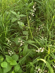 Iodanthus pinnatifidus