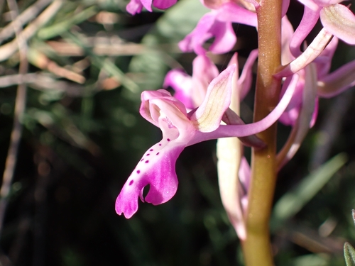 Image of Orchis sitiaca by (c) Elias, some rights reserved (CC BY)