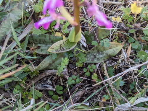 Image of Orchis sitiaca by (c) Elias, some rights reserved (CC BY)