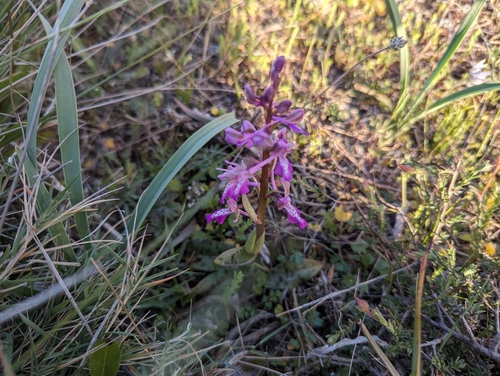 Image of Orchis sitiaca by (c) Elias, some rights reserved (CC BY)