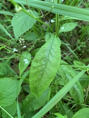 Iodanthus pinnatifidus