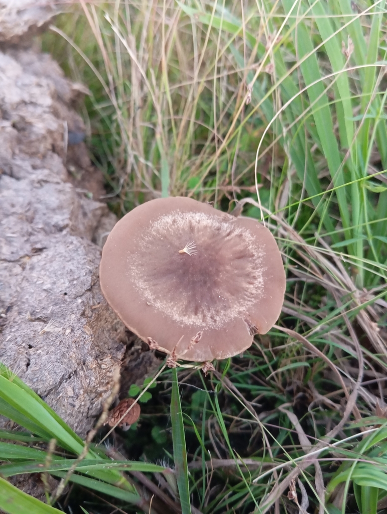 Panaeolus cinctulus · April 2024 · photo: © sup13 (iNaturalist, cc-by)