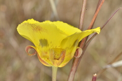 Calochortus luteus